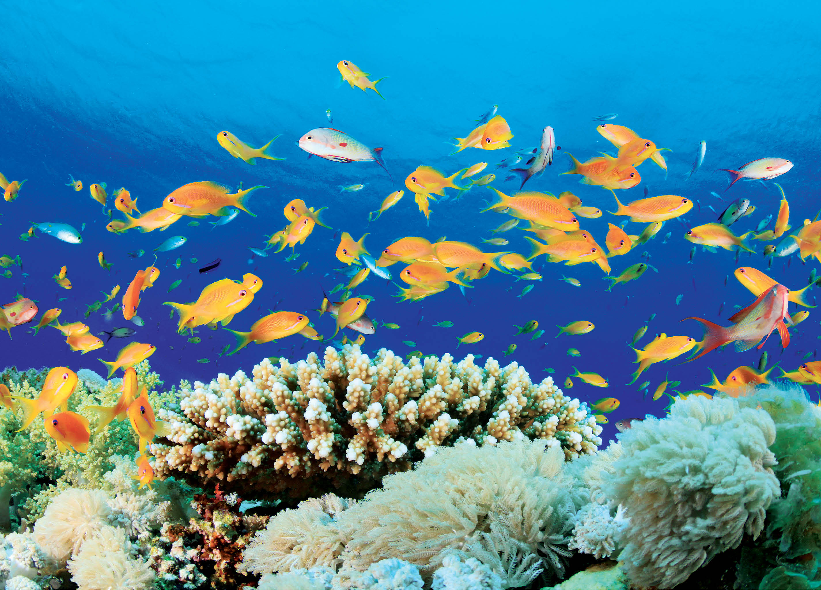 Ecosystem Services from Marine Living Resources